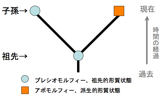 apomorphy.gif