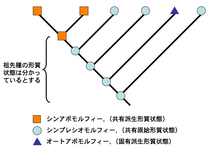 synapomorphy.gif