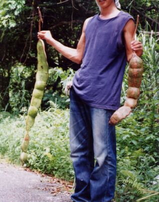 奄美大島産Entada.jpg