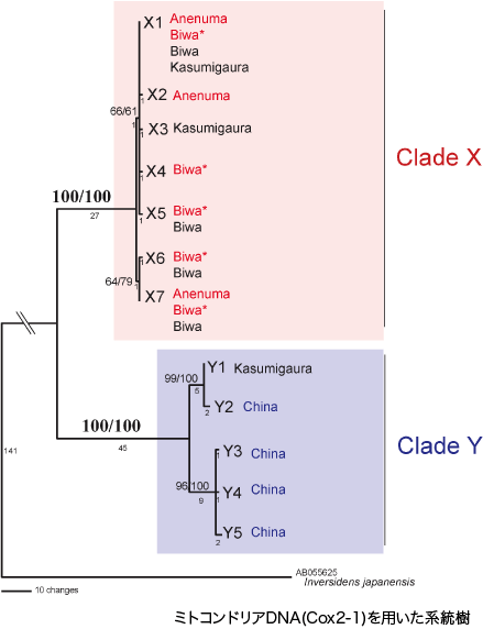 Mito_tree.gif