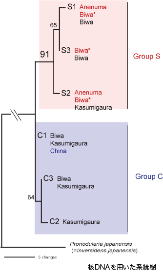 Nuc_tree.gif